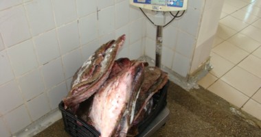 Peste o sută de kilograme de calcan, confiscate de Garda de Coastă - 4