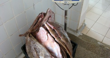 Peste o sută de kilograme de calcan, confiscate de Garda de Coastă - 5
