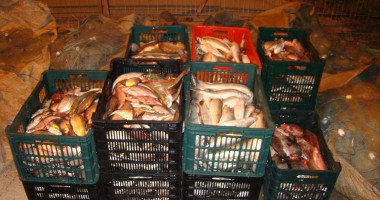 Peste 250 de kilograme de pește, confiscate - 2
