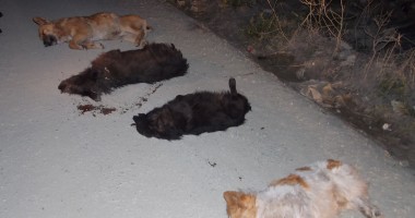 CRUZIME FĂRĂ PRECEDENT LA CONSTANȚA / Câini omorâți și aruncați la marginea orașului - 8