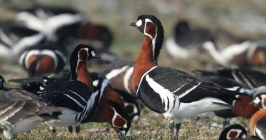 Stire din Actualitate : La tabăra ornitologică de la Durankulak au fost montate inele la 13.703 păsări