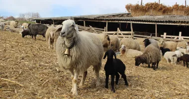 Sprijin financiar de peste 6 milioane lei pentru crescătorii de animale