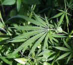 Marijuana poate trata scleroza multiplă