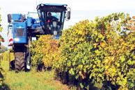 Stire din Economie : Importul de vinuri a scăzut cu 72%, în primele cinci luni ale anului 2009