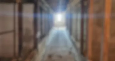 90 de câini găsiți în condiții greu de imaginat. Autoritățile au decis preluarea tuturor animalelor - 2