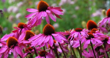 Stire din Sănătate : Echinacea reduce considerabil șansele de a răci