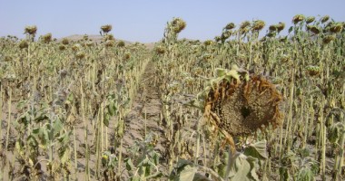 Stire din Economie : Dobrogea, în continuare sub secetă
