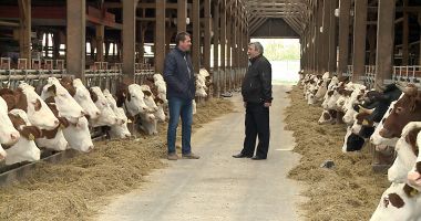 Stire din Economie : Efectivele de animale sunt în ușor declin