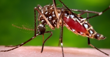 Stire din Actualitate : Virusul Zika ia amploare! Încă 26 de cazuri de transmitere