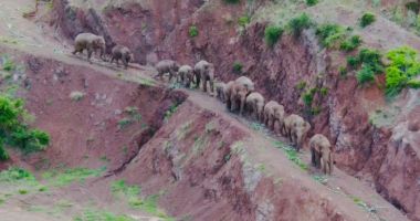 Elefanții călători din China au primit o echipă de paznici care îi însoțește în lungul drum spre casă