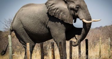 Stire din Actualitate : Elefanţii din Sri Lanka au învăţat să se ferească de sârmele ghimpate