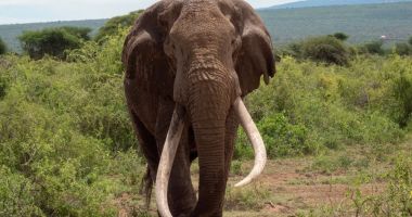 Stire din Actualitate : A murit cea mai bătrână femelă de elefant din Kenya