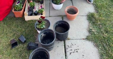 Stire din Social : Terapie prin grădinărit, la locuințele pentru adulți cu dizabilități din Topraisar
