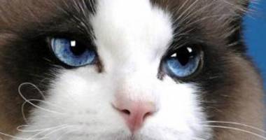 Stire din Cetățenești : Este pisica Burmeză potrivită copiilor?