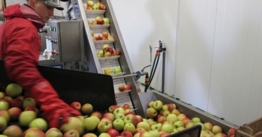 Spaniolii caută muncitori pentru ambalat fructe și verdețuri