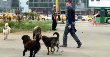Ce se întâmplă cu maidanezii din Constanța: "Eutanasierea nu a fost oprită" - 2