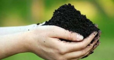 Stire din Diverse : Cum să evaluezi calitatea solului din grădină