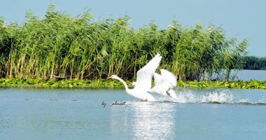 Stire din Diverse : Croaziere de neuitat în Rezervația Biosferei Delta Dunării