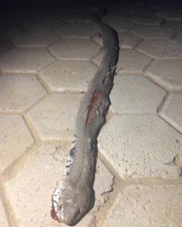 O experiență de neuitat. Trei luni  în deșertul Kalahari! - 12