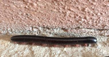 O experiență de neuitat. Trei luni  în deșertul Kalahari! - 13