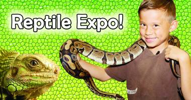 Stire din Diverse : Expoziție de reptile, în Satul de Vacanță