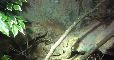 Peste 20 de specii de reptile au "invadat" Centrul Comercial Tom - 2