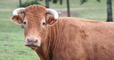 Stire din Economie : Se dă liber la exportul de bovine vii!