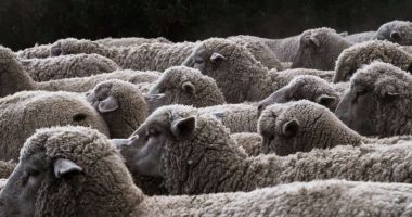 Stire din Economie : Exporturile de animale vii nu trebuie interzise
