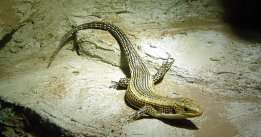 Peste 20 de specii de reptile au "invadat" Centrul Comercial Tom - 6