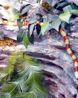 Peste 20 de specii de reptile au "invadat" Centrul Comercial Tom - 3