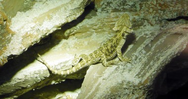 Peste 20 de specii de reptile au "invadat" Centrul Comercial Tom - 4