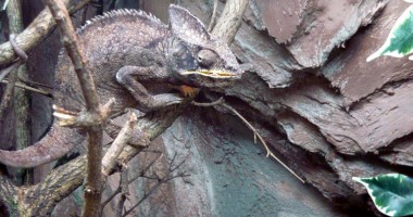 Peste 20 de specii de reptile au "invadat" Centrul Comercial Tom - 5