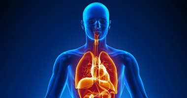 Stire din Sănătate : A fost descoperit un nou organ al corpului uman