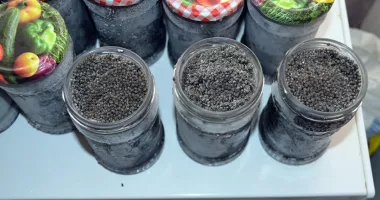 Stire din Eveniment : Peste 15 kilograme de icre negre, ridicate în urma unor percheziții coordonate de procurori
