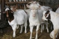 Statistica ne numără animalele și hectarele