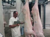 Stire din Economie : Exporturile de porci ar putea fi reluate din luna iulie