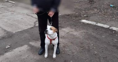 Câini fără botniță, la Constanța. Stăpânii, amendați drastic