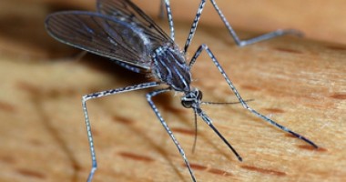 Stire din Actualitate : Epidemie de febră, provocată de un țânțar!