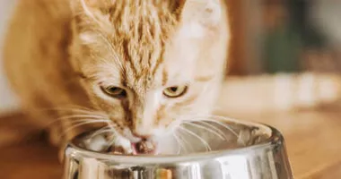Alertă alimentară pentru proprietarii de pisici. Un sortiment de hrană umedă este retras de la vânzare