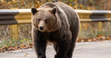 Stire din Eveniment : Tragedie cumplită. Femeie de 53 de ani ucisă de un urs în timp ce își hrănea animalele