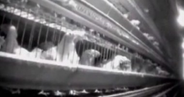 Stire din Actualitate : Ferma groazei: Cum torturează găinile un furnizor McDonald's VIDEO