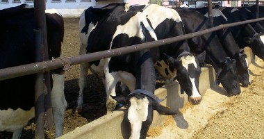 Stire din Economie : Fermierii români aruncă laptele pe câmp