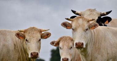 Stire din Economie : Federaţia Pro Agro vrea subvenţii pentru animale reale