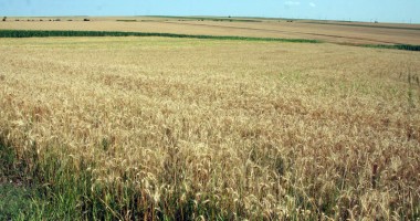 Stire din Economie : Fermierii constănțeni cer 200 euro pe tona de grâu