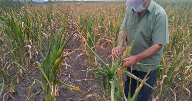 Stire din Economie : Fermierii ar putea primi banii pentru despăgubirile de secetă