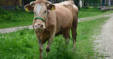 Stire din Economie : Fermierii care au minim o vacă vor primi subvenţii APIA