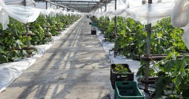 Stire din Economie : Ce categorii de fermieri pot încasa plata sprijinului
