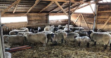 Stire din Economie : Noi focare de pestă porcină africană. Care este situația la Constanța