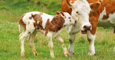Stire din Economie : Fermierii vor primi bani pe animale reale în 2021