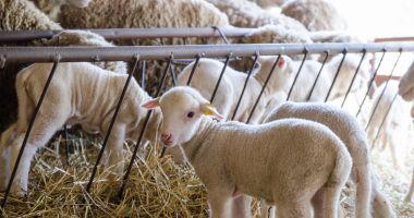Stire din Economie : Fermierii activi afectaţi de Covid-19 pot accesa fonduri prin Măsura 21